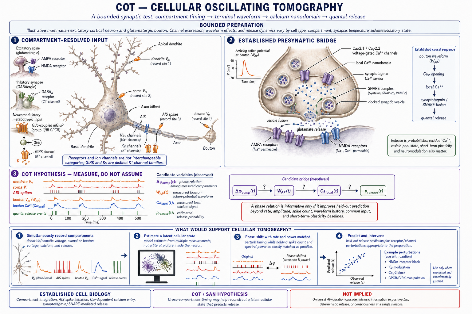 Medically and scientifically corrected Cellular Oscillating Tomography